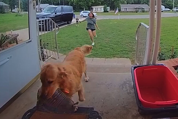 dog-goes-viral-for-bringing-live-armadillo-into-family’s-home