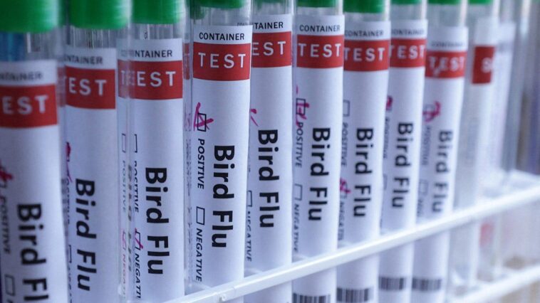 h5n1-bird-flu-confirmed-in-australia-for-the-first-time,-meaning-virus-has-now-reached-every-continent