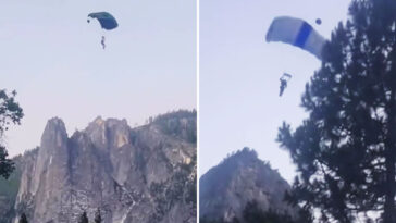 daredevil-base-jumpers-scatter-among-the-trees-after-illegally-leaping-off-yosemite’s-el-capitan