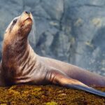 sea-lion-pulls-off-brazen-tuna-heist-as-fisherman-tries-and-fails-to-hold-onto-his-first-big-catch