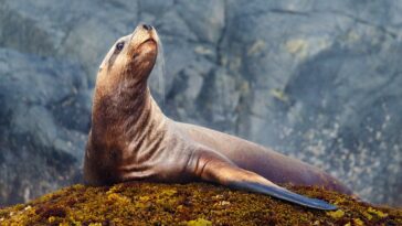 sea-lion-pulls-off-brazen-tuna-heist-as-fisherman-tries-and-fails-to-hold-onto-his-first-big-catch