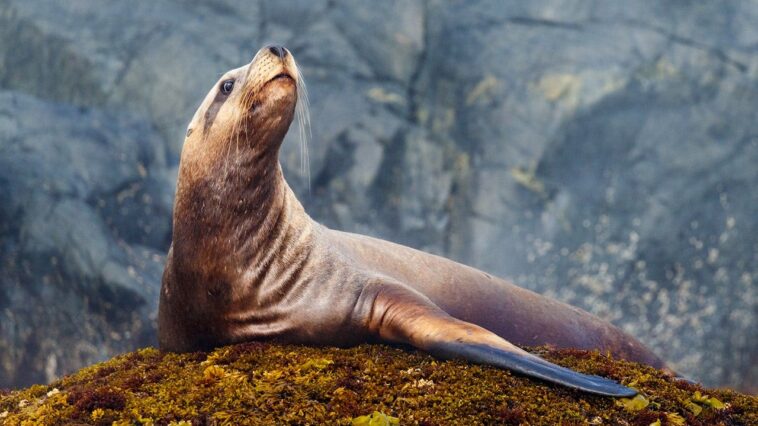 sea-lion-pulls-off-brazen-tuna-heist-as-fisherman-tries-and-fails-to-hold-onto-his-first-big-catch