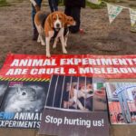 ridglan-farms-rescue-beagles-find-new-life-helping-veterans-overcome-war-trauma-with-paws-of-war