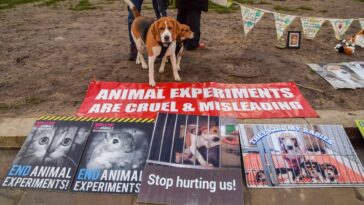 ridglan-farms-rescue-beagles-find-new-life-helping-veterans-overcome-war-trauma-with-paws-of-war