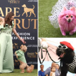 adorable-doggy-fashion-show-‘dare-to-strut’-takes-los-angeles-by-storm