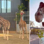 baby-giraffes-who-vanished-from-troubled-roadside-zoo-last-year-finally-found-safe