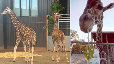 baby-giraffes-who-vanished-from-troubled-roadside-zoo-last-year-finally-found-safe