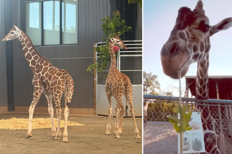 baby-giraffes-who-vanished-from-troubled-roadside-zoo-last-year-finally-found-safe