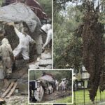millions-of-bees-escape-after-truck-carrying-hives-in-texas-crashes-in-chaotic-scene