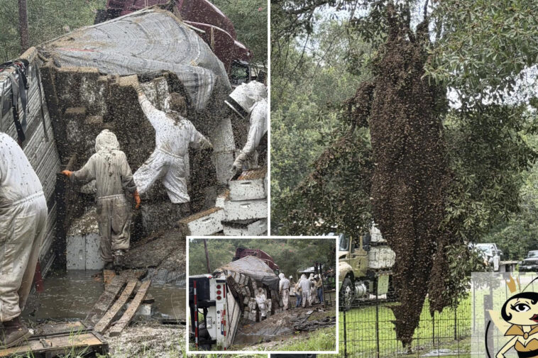 millions-of-bees-escape-after-truck-carrying-hives-in-texas-crashes-in-chaotic-scene