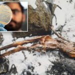 scientists-find-unexpected-‘signs-of-life’-inside-5,300-year-old-mummy
