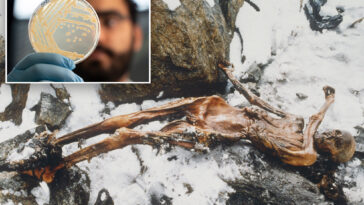 scientists-find-unexpected-‘signs-of-life’-inside-5,300-year-old-mummy
