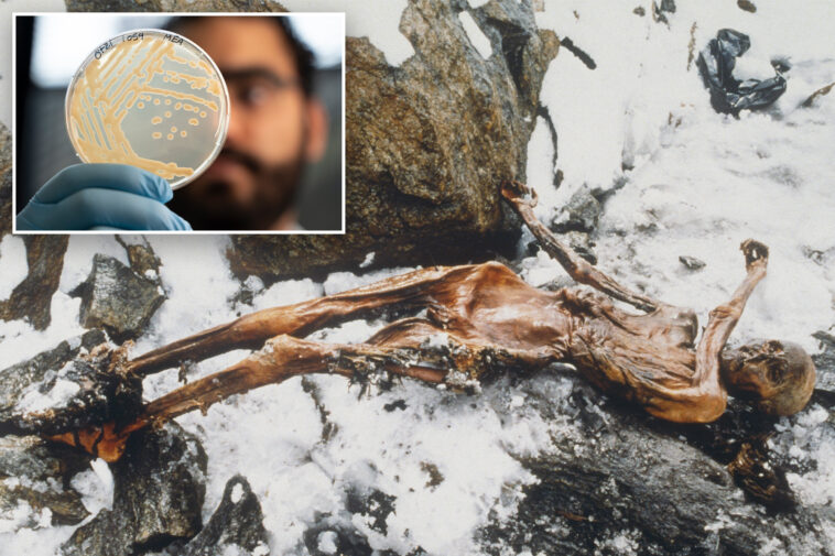 scientists-find-unexpected-‘signs-of-life’-inside-5,300-year-old-mummy