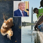 trump-claims-chemicals-‘illegally-placed’-in-reflecting-pool
