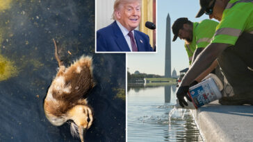 trump-claims-chemicals-‘illegally-placed’-in-reflecting-pool