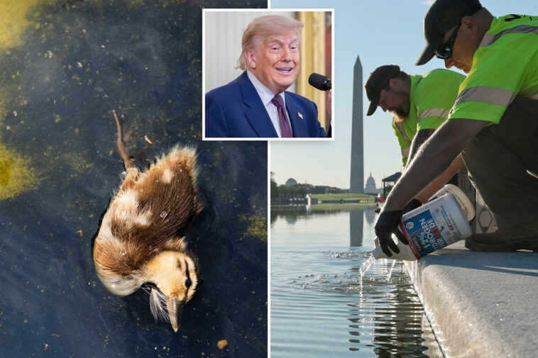 trump-claims-chemicals-‘illegally-placed’-in-reflecting-pool