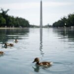 trump-blasts-vandals-for-attacking-reflecting-pool-with-knives,-chemicals