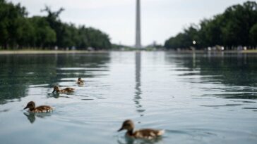 trump-blasts-vandals-for-attacking-reflecting-pool-with-knives,-chemicals