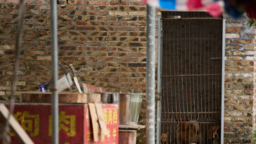 china’s-gruesome-yulin-dog-meat-festival-begins-with-slow-sales,-but-thousands-butchered