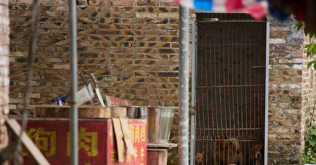 china’s-gruesome-yulin-dog-meat-festival-begins-with-slow-sales,-but-thousands-butchered