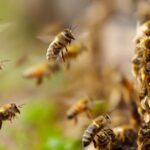nearby-residents-told-to-stay-inside-as-semi-carrying-millions-of-bees-overturns