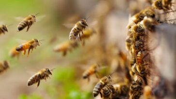 nearby-residents-told-to-stay-inside-as-semi-carrying-millions-of-bees-overturns