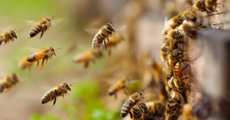 nearby-residents-told-to-stay-inside-as-semi-carrying-millions-of-bees-overturns