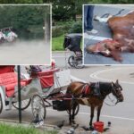 central-park-carriage-horses-return-to-work-–-as-bombshell-report-reveals-dozens-of-‘abnormalities-or-concerns’-inside-stables