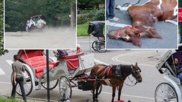 central-park-carriage-horses-return-to-work-–-as-bombshell-report-reveals-dozens-of-‘abnormalities-or-concerns’-inside-stables