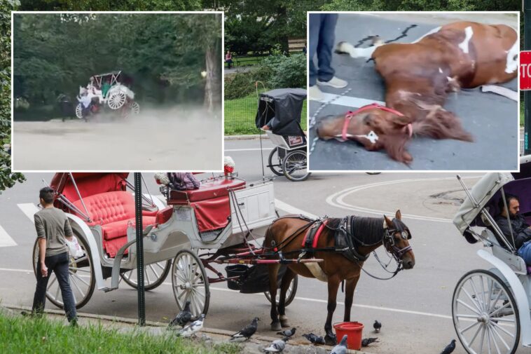 central-park-carriage-horses-return-to-work-–-as-bombshell-report-reveals-dozens-of-‘abnormalities-or-concerns’-inside-stables