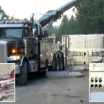 moment-dazed-pigs-make-a-run-for-it-after-huge-big-rig-flips-on-interstate