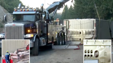 moment-dazed-pigs-make-a-run-for-it-after-huge-big-rig-flips-on-interstate