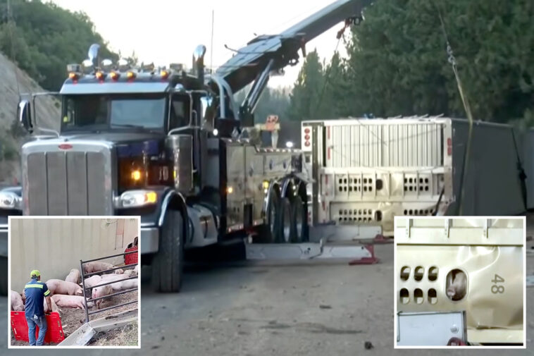 moment-dazed-pigs-make-a-run-for-it-after-huge-big-rig-flips-on-interstate