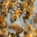 watch:-18-wheeler-crash-unleashes-two-million-honeybees-in-texas,-prompting-neighborhood-lockdown