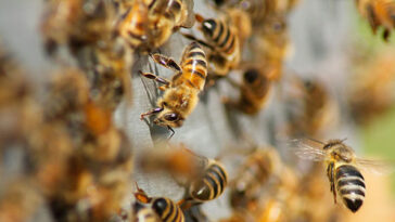 watch:-18-wheeler-crash-unleashes-two-million-honeybees-in-texas,-prompting-neighborhood-lockdown