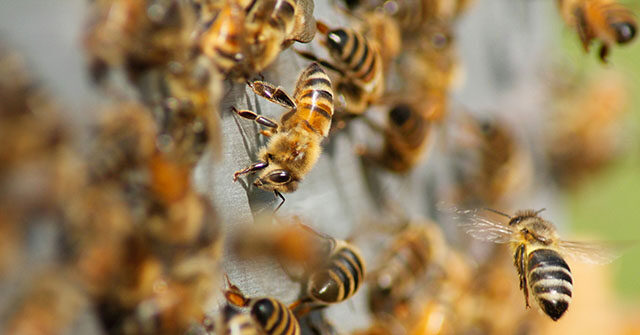 watch:-18-wheeler-crash-unleashes-two-million-honeybees-in-texas,-prompting-neighborhood-lockdown