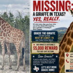 gracie-the-giraffe-vanishes-from-texas-ranch-and-hasn’t-been-seen-in-nearly-2-weeks,-puzzling-public