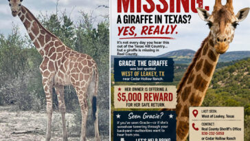 gracie-the-giraffe-vanishes-from-texas-ranch-and-hasn’t-been-seen-in-nearly-2-weeks,-puzzling-public