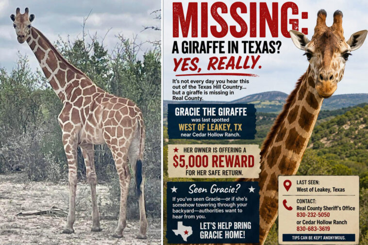 gracie-the-giraffe-vanishes-from-texas-ranch-and-hasn’t-been-seen-in-nearly-2-weeks,-puzzling-public