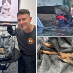 stunned-firefighters-rescue-‘dog’-from-florida-lake-that-turned-out-to-be-coyote-pup