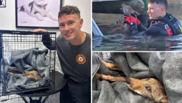 stunned-firefighters-rescue-‘dog’-from-florida-lake-that-turned-out-to-be-coyote-pup