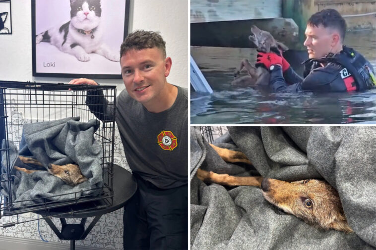 stunned-firefighters-rescue-‘dog’-from-florida-lake-that-turned-out-to-be-coyote-pup