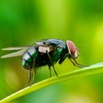 flesh-eating-screwworm-horror-hits-us-cattle,-but-trump’s-usda-was-ready-to-fight