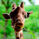 pet-giraffe-goes-missing-in-texas