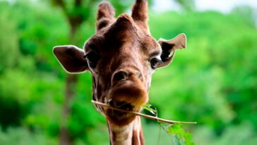 pet-giraffe-goes-missing-in-texas