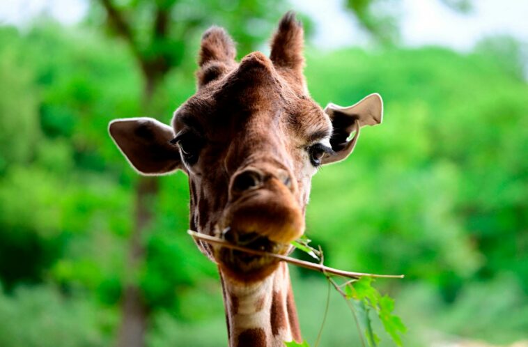 pet-giraffe-goes-missing-in-texas