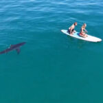 terrifying-moment-huge-great-white-shark-hunts-paddleboarders-off-california