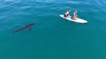 terrifying-moment-huge-great-white-shark-hunts-paddleboarders-off-california