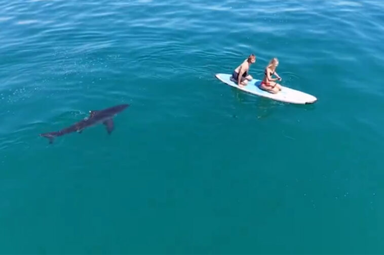 terrifying-moment-huge-great-white-shark-hunts-paddleboarders-off-california