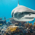 12-year-old-boy-rushed-to-hospital-after-shark-attacks-him-in-bahamas,-police-say
